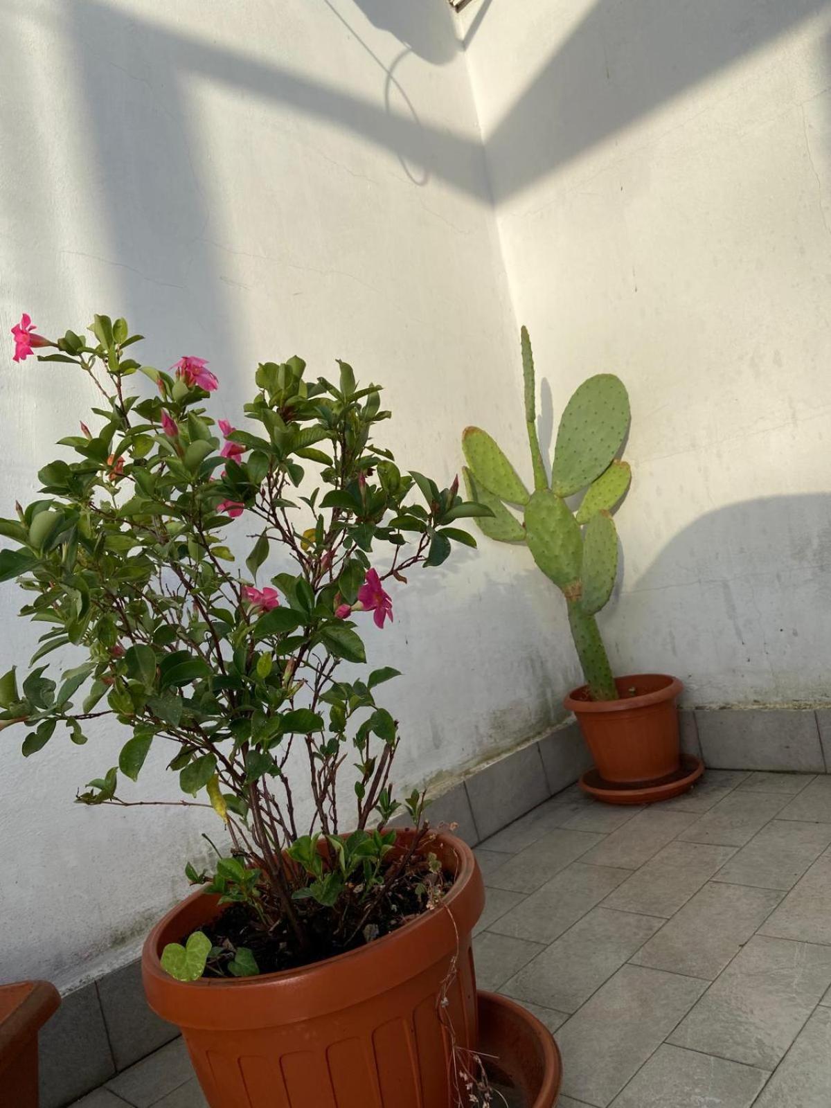 Piccolo Sogno Appartamento *